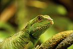 water dragon