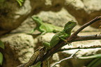 2 water dragons