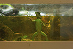 water dragon
