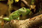 water dragon