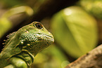 water dragon