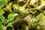 water dragon