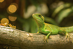 water dragon