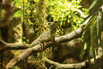 water dragon