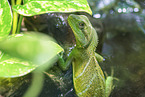 water dragon