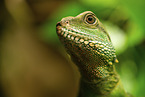 water dragon
