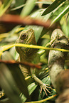 water dragon