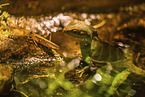 water dragon