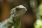water dragon