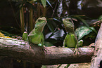 2 water dragons