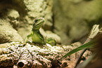 water dragon