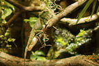water dragon