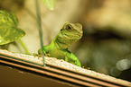 water dragon