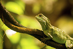 water dragon
