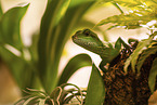 water dragon
