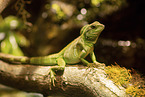 water dragon