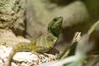 water dragon
