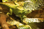water dragon