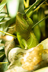 water dragon