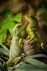 water dragons