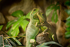 water dragons