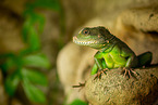 water dragon