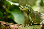 water dragon