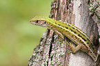 western green lizard