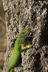 western green lizard