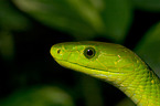 green Mamba