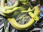 green mambas