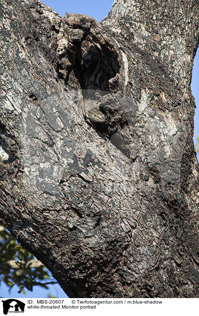 white-throated Monitor portrait / MBS-20607