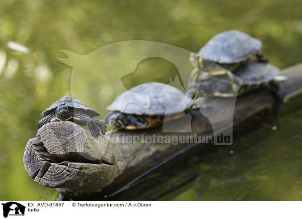 Gelbwangenschildkrte / turtle / AVD-01857