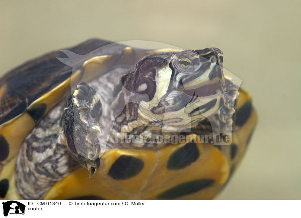 Gelbwangen-Schmuckschildkrte / cooter / CM-01340