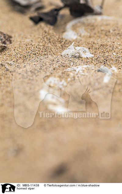 Gehrnte Puffotter / horned viper / MBS-11438