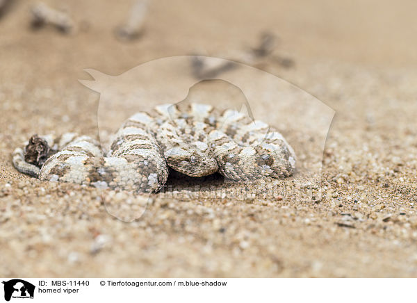Gehrnte Puffotter / horned viper / MBS-11440