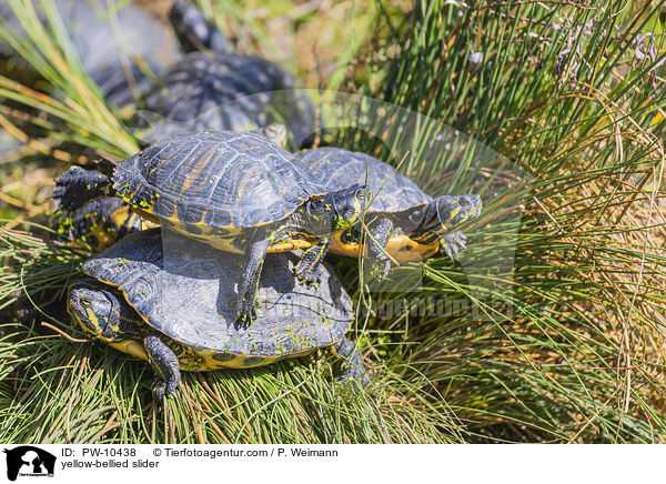 Gelbbauch-Schmuckschildkrte / yellow-bellied slider / PW-10438