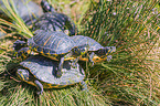 yellow-bellied slider
