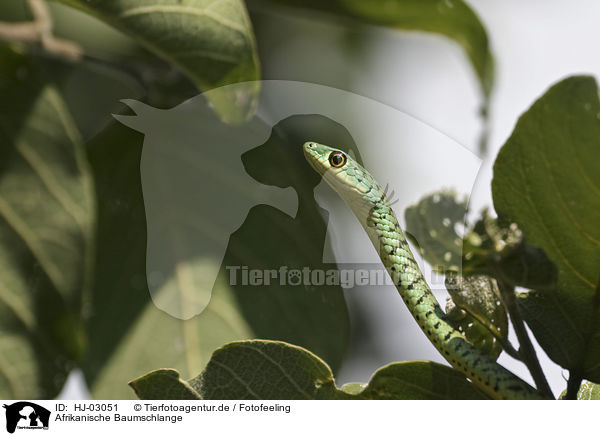 Afrikanische Baumschlange / HJ-03051
