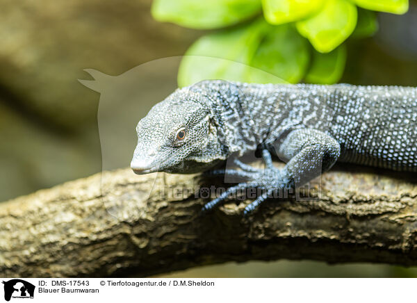 Blauer Baumwaran / Blue-spotted tree lizard / DMS-17543