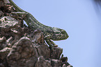 Cham�leon