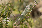 Cham�leon