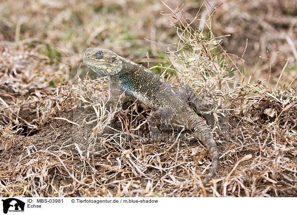 Echse / lizard / MBS-03981