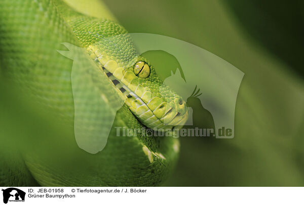 Gr�ner Baumpython / green tree python / JEB-01958