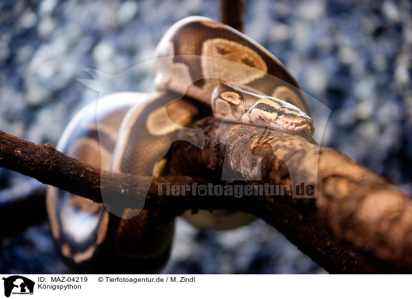 K�nigspython / ball python / MAZ-04219