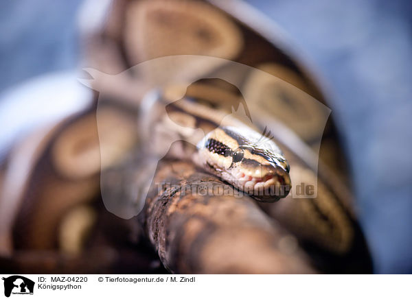 K�nigspython / ball python / MAZ-04220