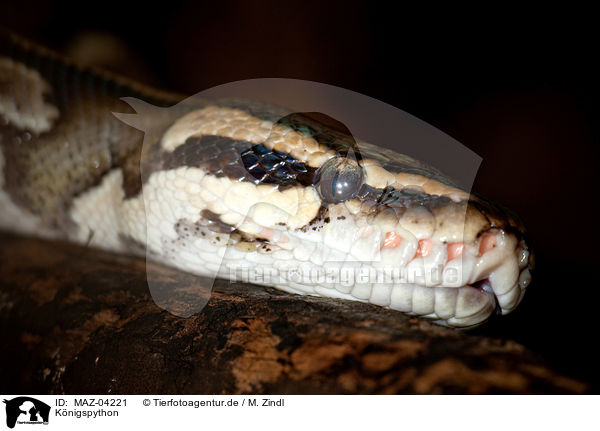 K�nigspython / ball python / MAZ-04221