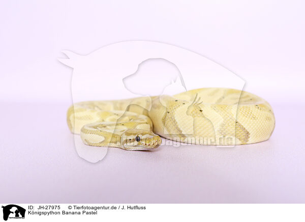K�nigspython Banana Pastel / JH-27975