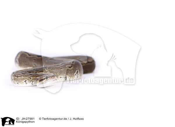 K�nigspython / ball python / JH-27981