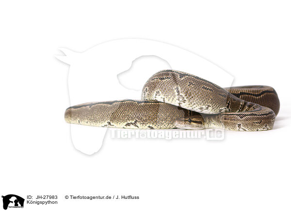 K�nigspython / ball python / JH-27983